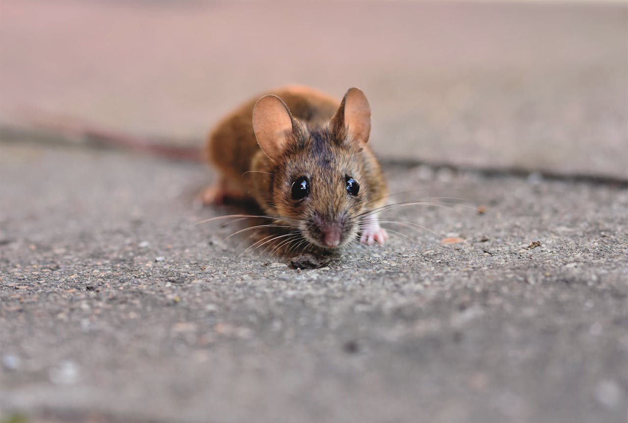 A detailed close-up of a small mouse showcasing its whiskers on a textured concrete surface.