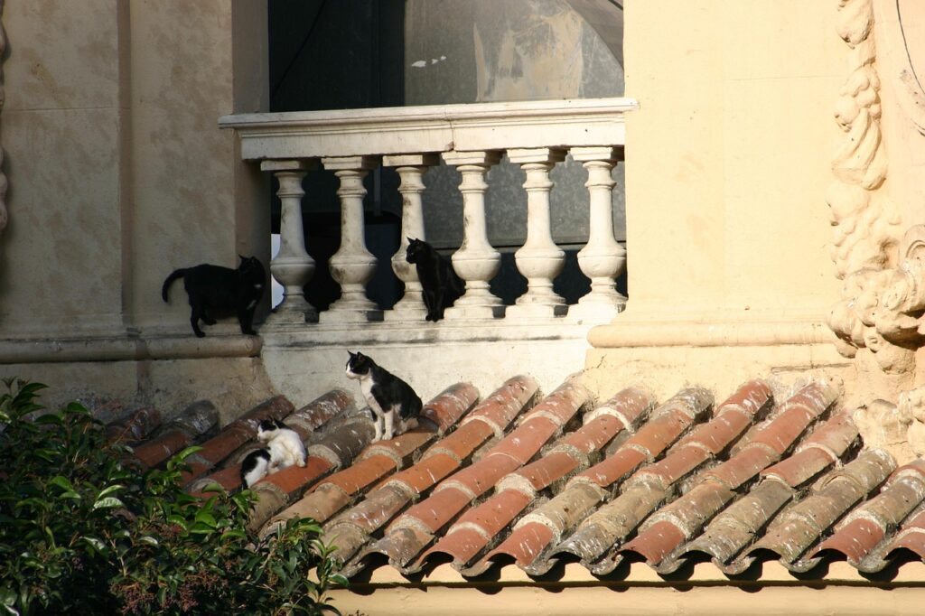 cat, roof, cat on roof, balcony, sitting, animal, tiles, feline, pet, kitten, cute, fur, kitty, outdoor, spain